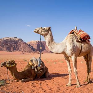 Most Safe & Rated Hotel In Wadi Rum